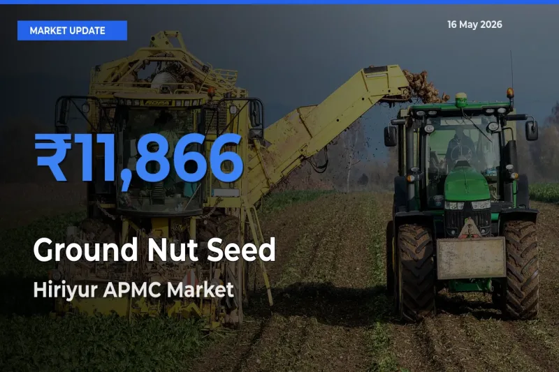 Hiriyur APMC Emerges as Top Mandi for Ground Nut Seed Prices Today