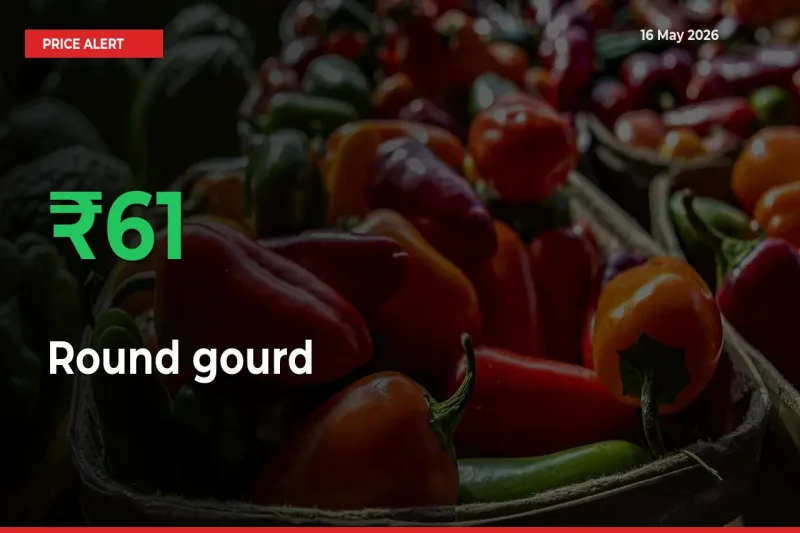 Round gourd Mandi Rate Today: Prices Jump 61.37% at Market