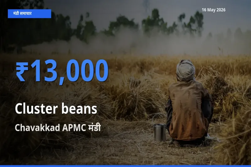 टॉप मंडी बना Chavakkad APMC! ग्वार फली के सबसे ऊँचे दाम यहीं दर्ज