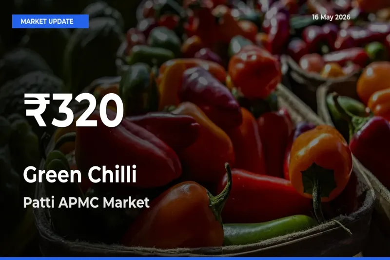Green Chilli Mandi Rate Today: 30-Day Low Recorded in Patti APMC