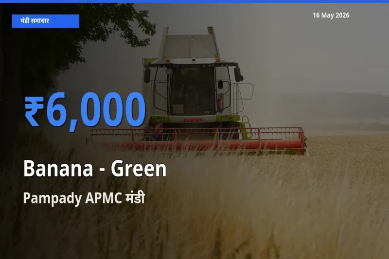 आज केला - हरा के सबसे ऊँचे दाम ₹6,000 Pampady APMC मंडी में