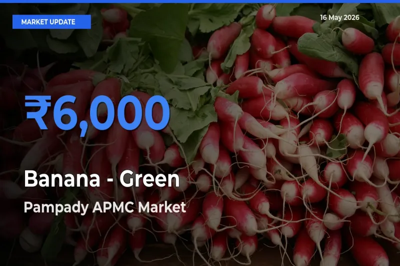 Banana - Green Mandi Rate Today: Pampady APMC Tops the List