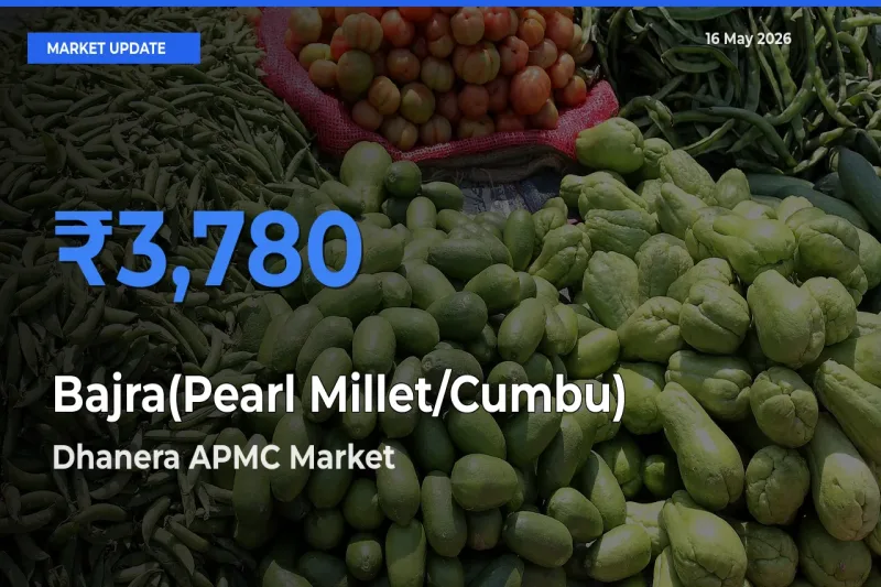 Farmers Prefer Dhanera APMC as Bajra(Pearl Millet/Cumbu) Hits Highest Rate