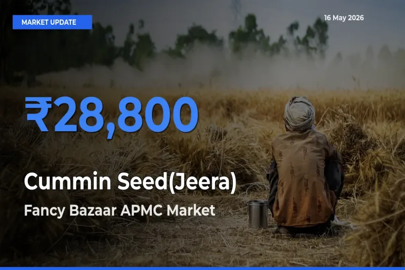 Fancy Bazaar APMC Records Highest ₹28,800 Rate for Cummin Seed(Jeera)