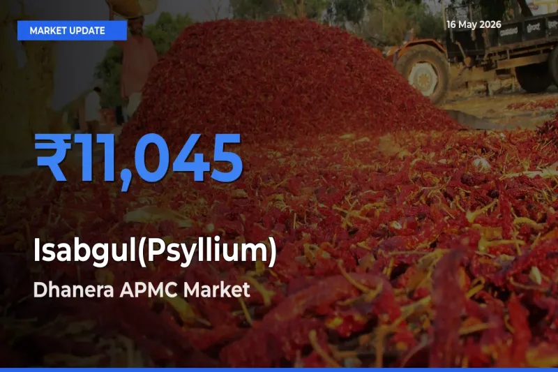 Dhanera APMC Leads as Top Mandi for Isabgul(Psyllium) Prices