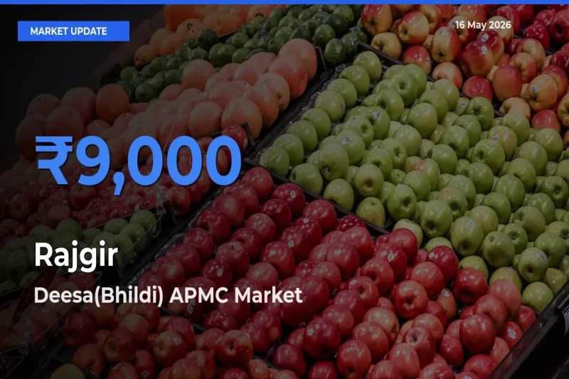 Deesa(Bhildi) APMC Tops Rajgir Mandi Rates Today