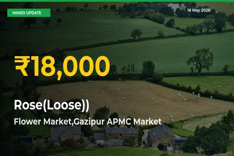Flower Market,Gazipur APMC Leads as Rose(Loose)) Hits Highest Rate – May 16 Update