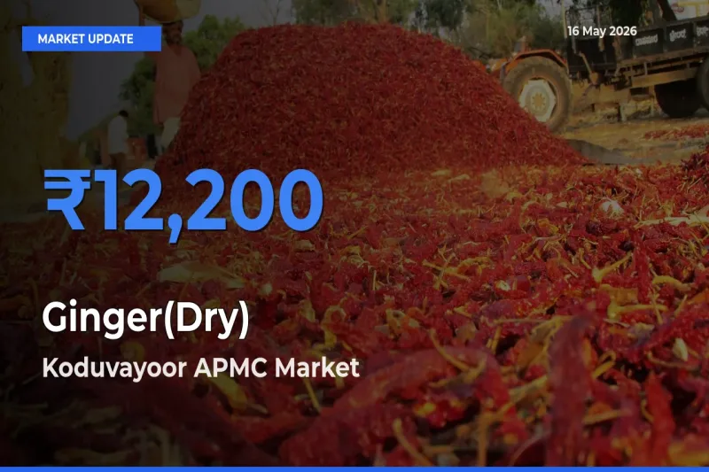 Koduvayoor APMC Offers ₹12,200 – Highest Ginger(Dry) Rate Today