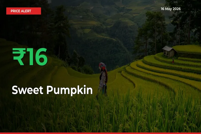 This Mandi Records 16.49% Jump in Sweet Pumpkin Prices