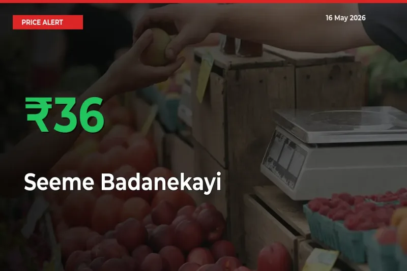 Sharp Jump! Seeme Badanekayi Prices Climb 35.59% in 24 Hours at Key Mandis