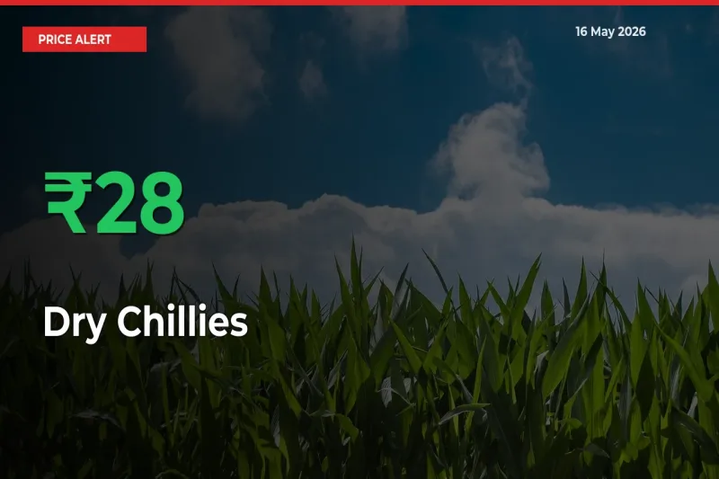 27.84% Spike in Dry Chillies Prices – Mandi Sees Sudden Rally