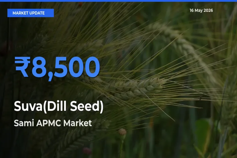 Sami APMC Tops Suva(Dill Seed) Mandi Rates Today
