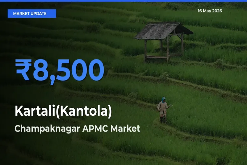 Market Watch: Champaknagar APMC Becomes Top Mandi for Kartali(Kantola)