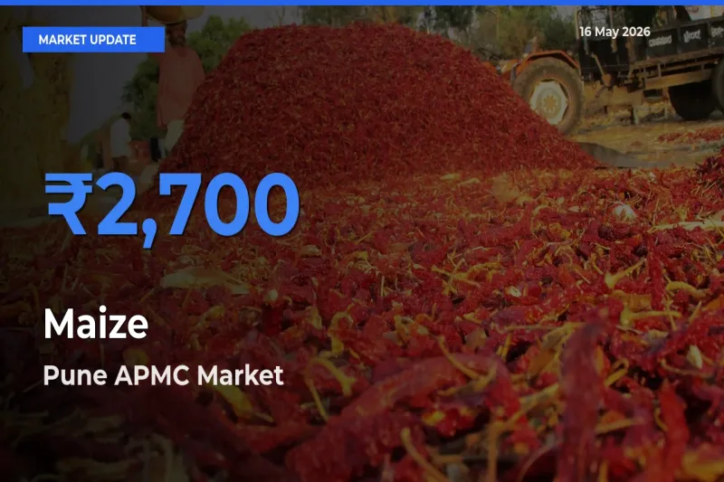 Pune APMC Leads as Top Mandi for Maize Prices