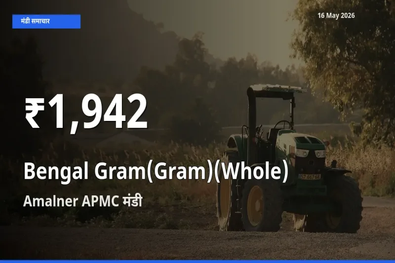 चना (साबुत) के दामों में गिरावट, Amalner APMC में 30 दिन का न्यूनतम भाव