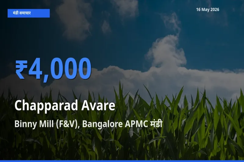 किसानों की पसंद बना Binny Mill (F&V), Bangalore APMC, चप्परद अवरे के सबसे अच्छे दाम