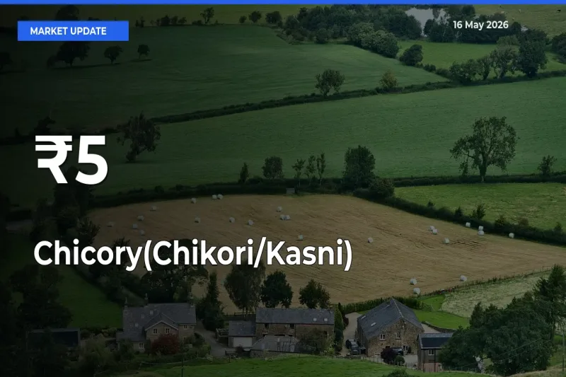 Chicory(Chikori/Kasni) Prices Gain Momentum Across 5+ Mandis – Market Trend Strengthens