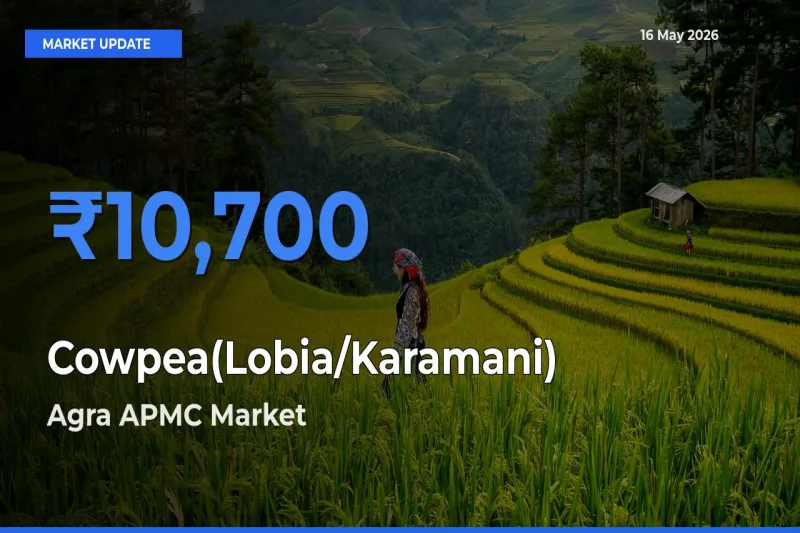 Farmers Prefer Agra APMC as Cowpea(Lobia/Karamani) Hits Highest Rate