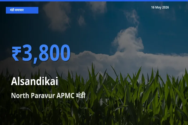 आज लोबिया (चावली) की फली के सबसे ज़्यादा दाम North Paravur APMC मंडी में दर्ज
