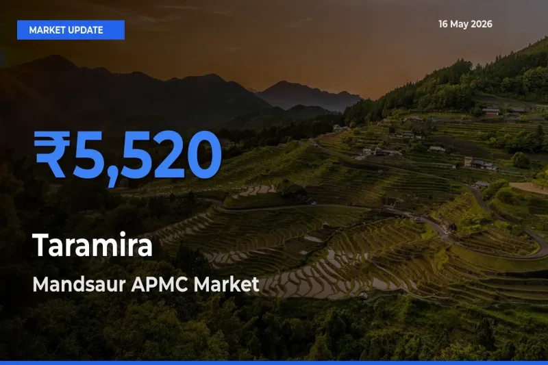 Mandsaur APMC Offers ₹5,520 – Highest Taramira Rate Today