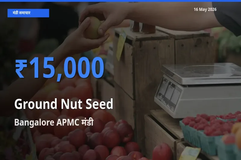 आज मूंगफली बीज के सबसे ऊँचे दाम ₹15,000 Bangalore APMC मंडी में