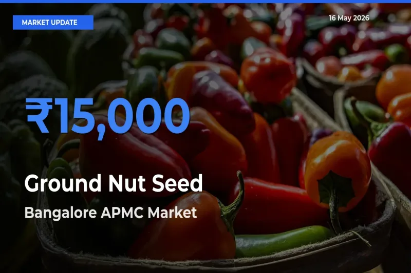 Market Watch: Bangalore APMC Becomes Top Mandi for Ground Nut Seed