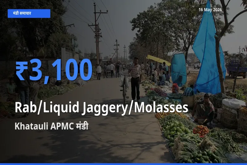 Khatauli APMC मंडी में तरल गुड़ ₹3,100 पर पहुँचा – आज का सर्वोच्च भाव