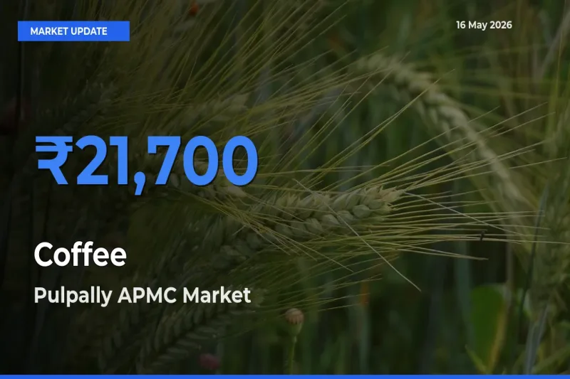 Pulpally APMC Records Highest ₹21,700 Rate for Coffee