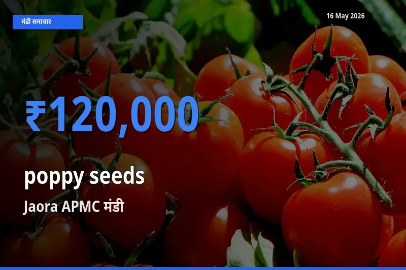 आज खसखस के सबसे ऊँचे दाम ₹120,000 Jaora APMC मंडी में