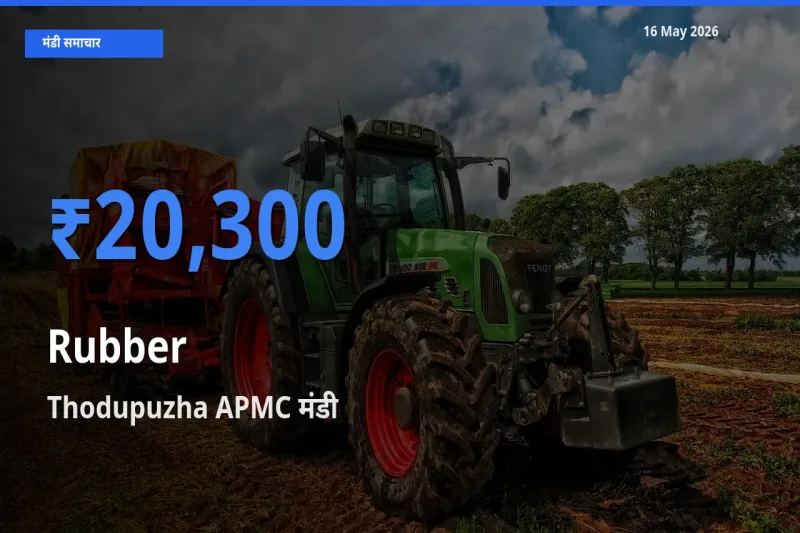 Thodupuzha APMC में रबड़ का आज सबसे ऊँचा भाव