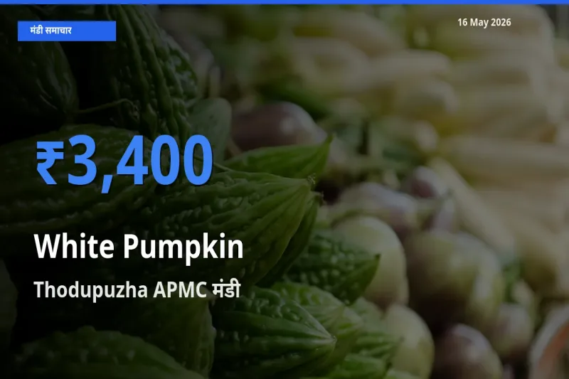 आज का मंडी भाव: सफ़ेद कद्दू के सबसे ज़्यादा दाम Thodupuzha APMC में