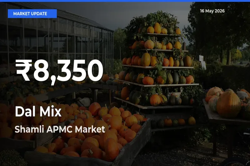Why Dal Mix Prices Slumped in Shamli APMC – 30-Day Low Today