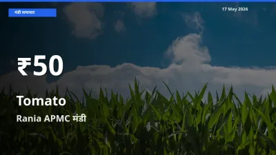 टमाटर के दामों में गिरावट, Rania APMC में 30 दिन का न्यूनतम भाव