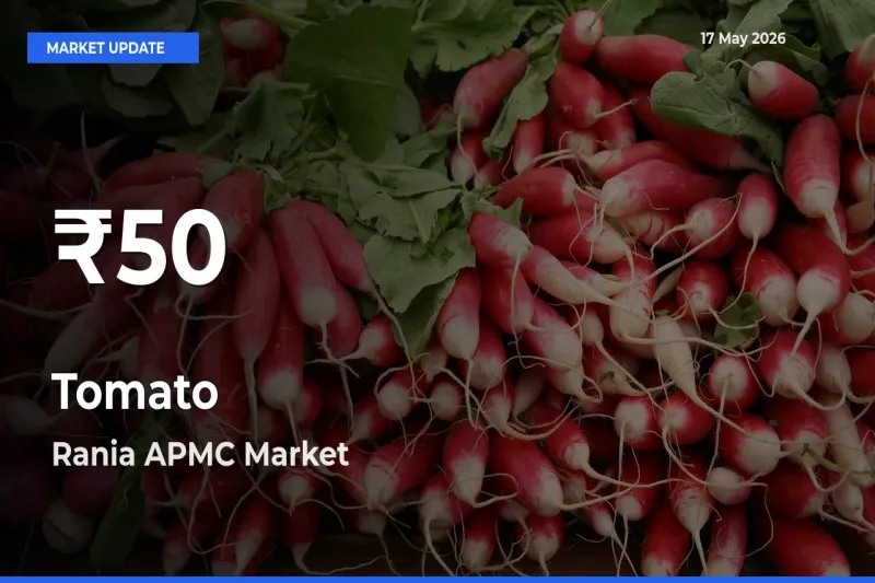 Tomato Falls to ₹50 in Rania APMC – 30-Day Lowest Rate