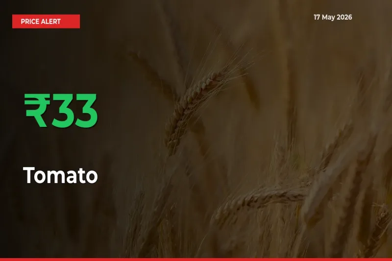 Tomato Mandi Rate Today: Prices Jump 32.88% at Market
