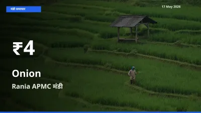 आज का मंडी भाव: Rania APMC में प्याज 30 दिन के सबसे कम स्तर पर