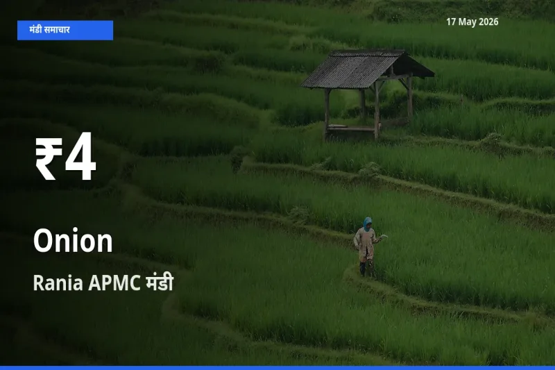 आज का मंडी भाव: Rania APMC में प्याज 30 दिन के सबसे कम स्तर पर