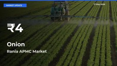 Onion Falls to ₹4 in Rania APMC – 30-Day Lowest Rate