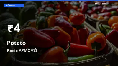 किसानों के लिए चिंता का विषय? आलू के दाम Rania APMC में 30 दिन के न्यूनतम स्तर पर