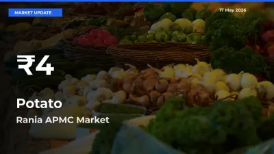 Big Drop! Potato Slides to 30-Day Low at Rania APMC