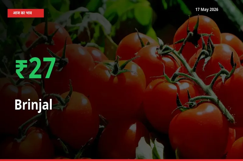 आज का मंडी भाव: बैंगन के दाम मंडी में 26.92% ऊपर