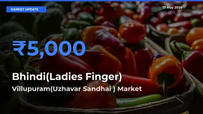 Villupuram(Uzhavar Sandhai ) Emerges as Top Mandi for Bhindi(Ladies Finger) Prices Today