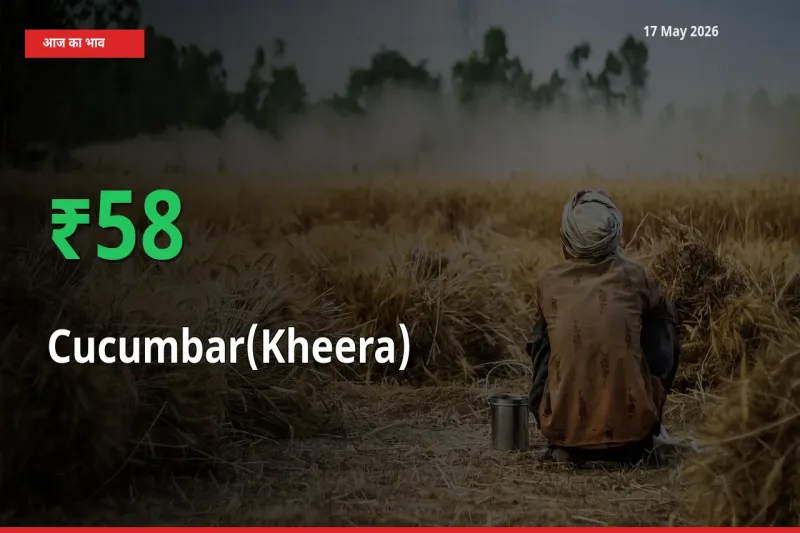 तेज़ तेजी! मंडी में खीरा के दाम 57.99% चढ़े