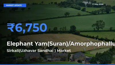 Sirkali(Uzhavar Sandhai ) Tops Elephant Yam(Suran)/Amorphophallus Rates – May 17 Market Update