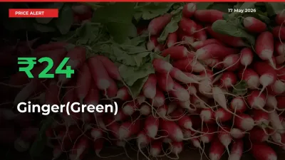 Big Rally! Ginger(Green) Climbs 23.51% in 24 Hours at Top Mandis