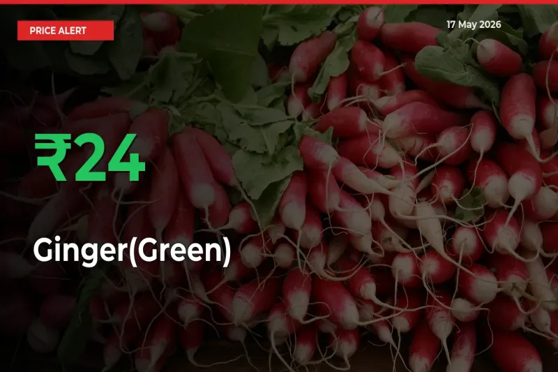 Big Rally! Ginger(Green) Climbs 23.51% in 24 Hours at Top Mandis