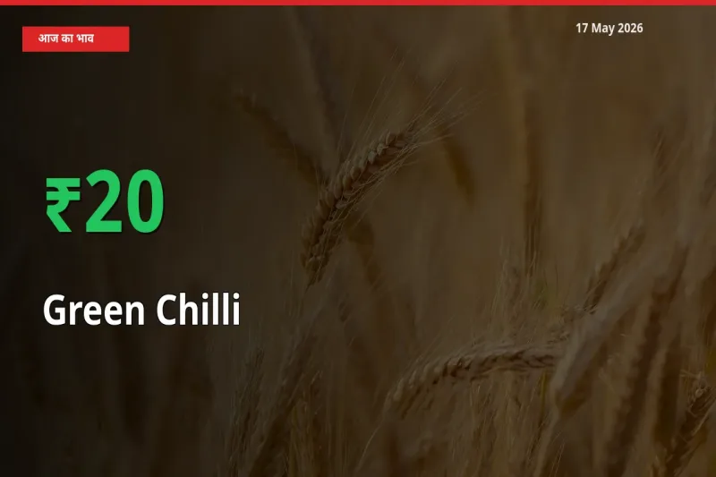 तेज़ तेजी! मंडी में हरी मिर्च के दाम 19.58% चढ़े