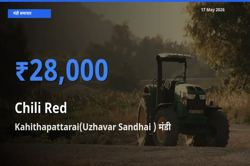 Kahithapattarai(Uzhavar Sandhai ) में लाल मिर्च का आज सबसे ऊँचा भाव