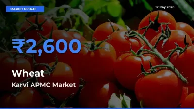 Top Performer! Karvi APMC Offers Best Wheat Price Today