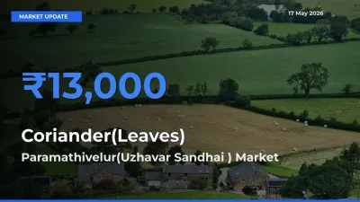 Top Performer! Paramathivelur(Uzhavar Sandhai ) Offers Best Coriander(Leaves) Price Today